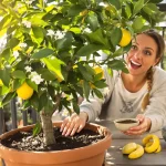 Citronnier : dès le 15 mars, donnez-lui cet ingrédient de cuisine et il va doubler de volume