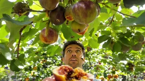 Frelon asiatique : cet arbre fruitier attire vraiment les frelons au jardin, mieux vaut le savoir