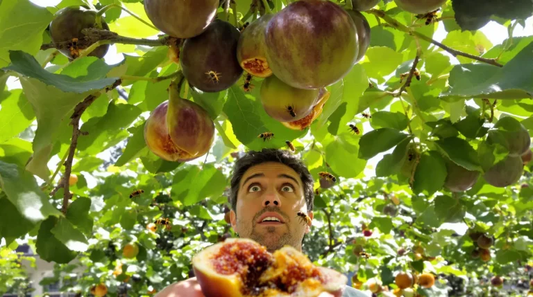 Frelon asiatique : cet arbre fruitier attire vraiment les frelons au jardin, mieux vaut le savoir