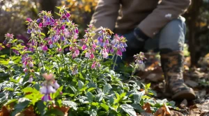 Jardiniers : cette vivace d’ombre méconnue illumine l’hiver, nourrit les abeilles et bloque les herbes