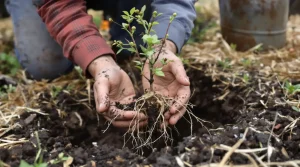 Le fruitier le plus simple du jardin : même sans main verte, il pousse et ça marche