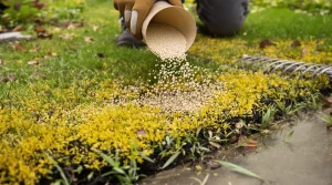 Printemps : cette zone verte du jardin que vous abîmez avec l’engrais sans le savoir (4 gestes)