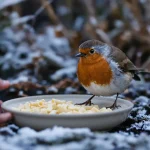 Rouges-gorges au jardin : ce soir, mettez dehors cet aliment de base à 3 centimes, que la plupart des jardiniers oublient