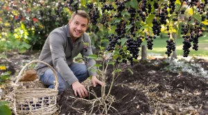 Ce fruitier rustique pousse presque seul et produit à profusion : la vérité sur cet arbre méconnu