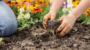 Ces 10 plantes vivaces à planter avant fin avril, et l’erreur fréquente qui ruine vos massifs