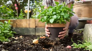 Ces plantes éloignent rats et souris du jardin, mais cette aromatique méconnue reste indispensable