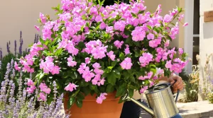 Cet arbuste fleurit 8 mois par an et embellit tous les jardins sans demander beaucoup d’entretien