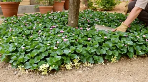 Cette vivace « conquérante » plantée en avril couvre 2 m² très vite et étouffe les mauvaises herbes
