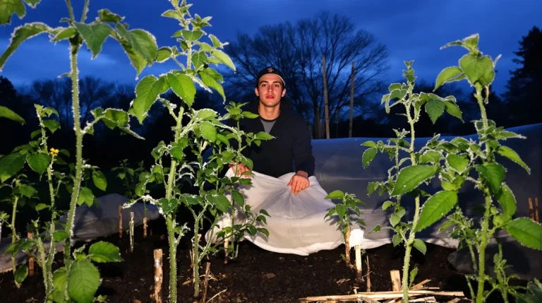 Chaque printemps, des milliers de jardiniers repiquent leurs tomates juste avant la nuit qui anéantit tout