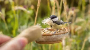 Comment aider facilement les oiseaux du jardin pendant la période de reproduction ?