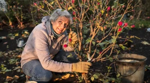 En mars, faites cette étape simple pour des rosiers épanouis et un jardin fleuri tout l’été