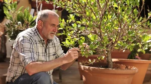 Laurier-rose : l’astuce pour revitaliser un arbuste affaibli par l’hiver et relancer sa floraison