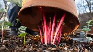 Le forçage de la rhubarbe : une méthode facile pour des tiges précoces et gourmandes