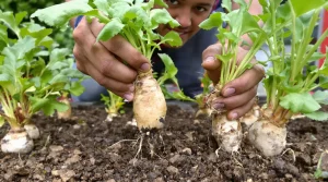Les 9 principales maladies des radis : diagnostic, traitement et prévention, la vérité sur chacune