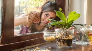 Orchidées que vous alliez jeter : cet ingrédient de cuisine les aide à refleurir rapidement