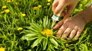 Pissenlits dans la pelouse : ne les arrachez plus, cette méthode naturelle en 20 secondes les élimine durablement