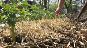 Pourquoi de plus en plus de jardiniers abandonnent le buttage des pommes de terre ce printemps