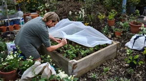 Que planter au potager au printemps : tomates, poivrons, aubergines, courgettes et bulbes