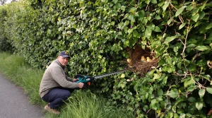 Taille des haies : aucune dérogation dans le Cher, la période de protection est à respecter strictement