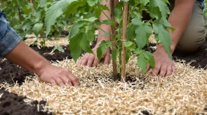 Tomates : ce geste naturel à faire au pied dès le printemps bloque le mildiou et sauve la récolte