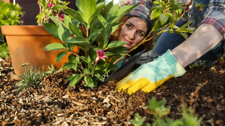 Vos pivoines font de belles feuilles mais zéro fleurs : arrêtez les produits, mettez cet engrais naturel