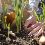 Bulbes d’automne plantés au printemps : voici ce qui se passe vraiment, avec ou sans fleurs