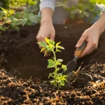 Ce conseil de mon maraîcher a doublé mes récoltes de tomates tout l’été dernier, voici pourquoi