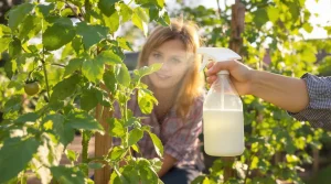 Cette boisson qu’on a tous au frigo est l’alliée de vos tomates contre le mildiou, voici pourquoi