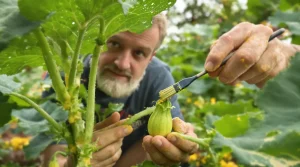 Courgettes : ce geste simple révèle comment tripler votre récolte dès le mois de mai