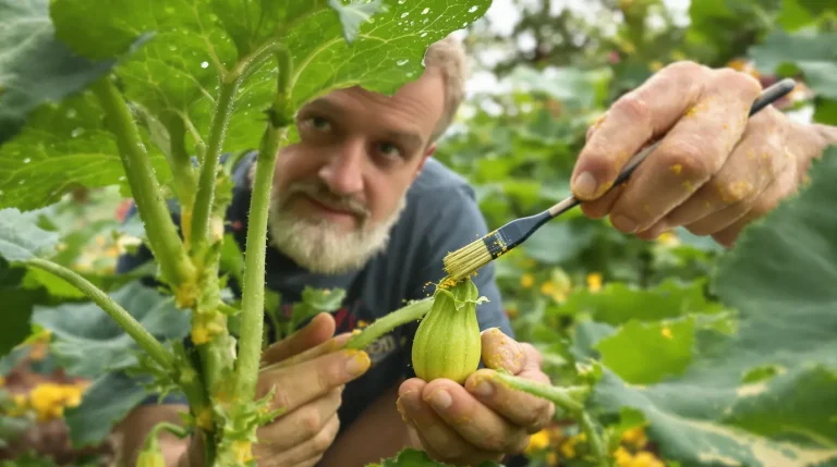 Courgettes : ce geste simple révèle comment tripler votre récolte dès le mois de mai