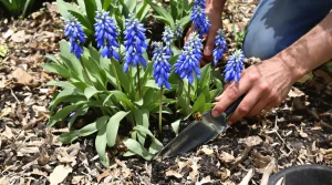À planter maintenant : cette vivace aux fleurs bleues attire les abeilles et sublime le jardin