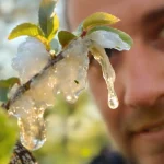 Qui a craché sur mon arbre ? Cette étrange bête baveuse envahit nos jardins au printemps