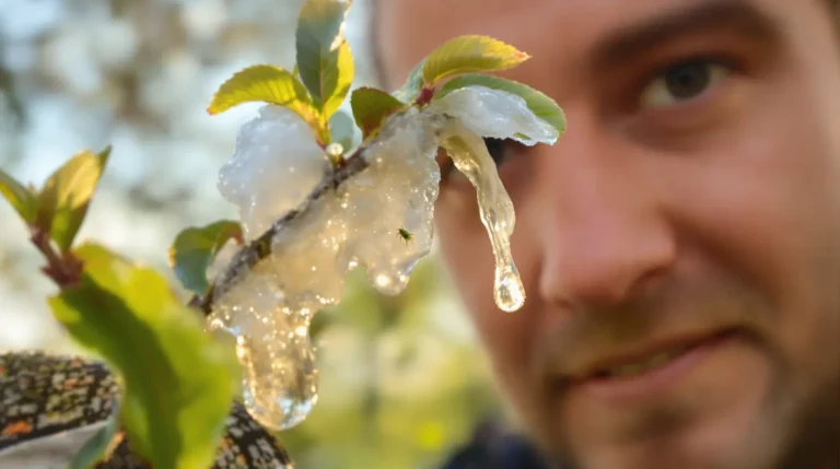 Qui a craché sur mon arbre ? Cette étrange bête baveuse envahit nos jardins au printemps