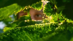 Sous les feuilles traitées au savon noir, ces œufs minuscules sont les seuls prédateurs des pucerons