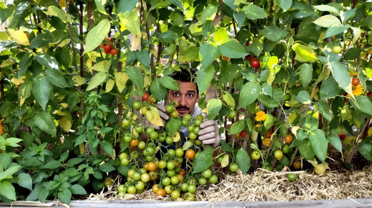Tomates au potager : cette erreur à la plantation favorise le mildiou et réduit la récolte