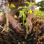 Tomates : enterrez vos plants jusqu’au cou pour multiplier votre récolte cet été